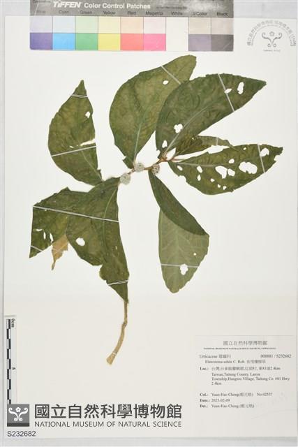 食用樓梯草藏品圖，第1張