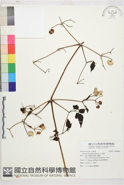 小木通藏品圖，第1張