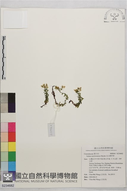 玉山佛甲草藏品圖，第1張