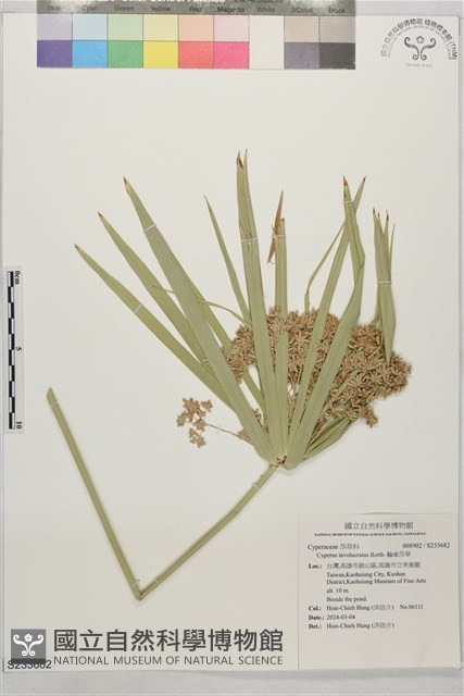 輪傘莎草藏品圖，第1張