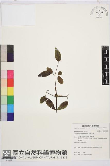 小蓑衣藤藏品圖，第1張