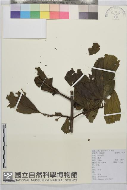 凍綠藏品圖，第1張