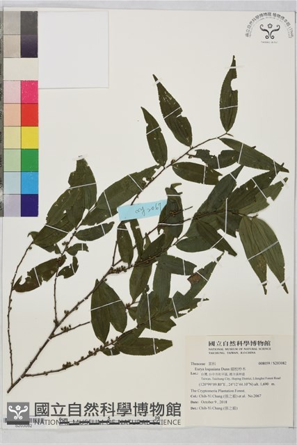 細枝柃木藏品圖，第1張