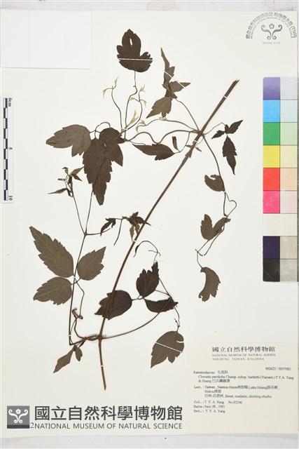 巴氏鐵線蓮藏品圖，第2張