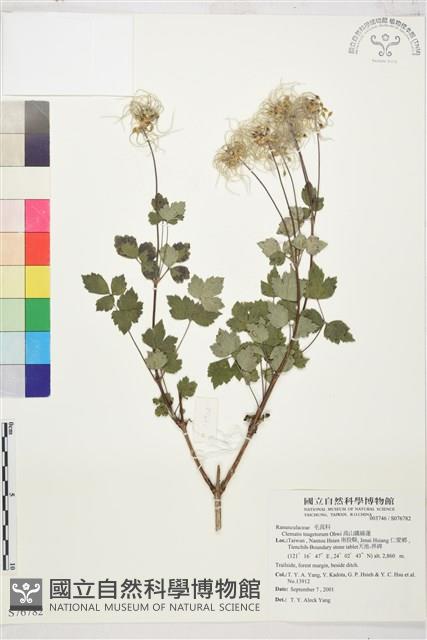 高山鐵線蓮藏品圖，第1張