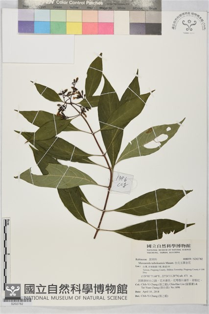 台北玉葉金花藏品圖，第1張