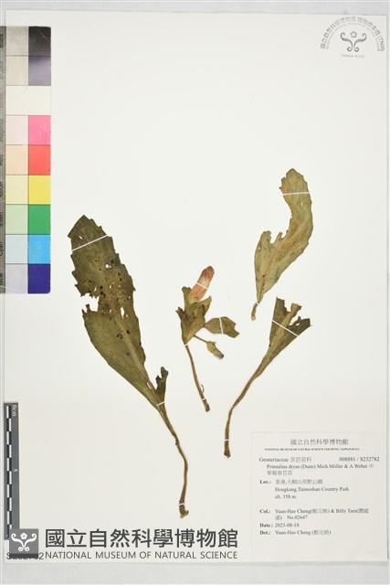 中華報春苣苔藏品圖，第1張