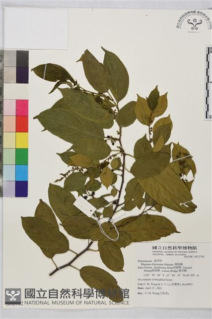 桶鉤藤藏品圖，第1張