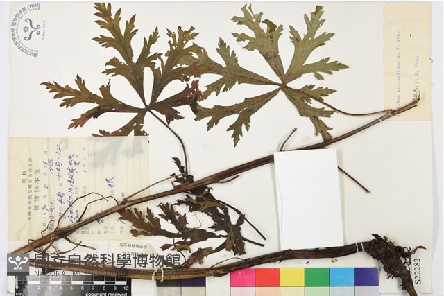 缺刻烏頭藏品圖，第1張