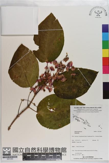 登錄號:S201282藏品圖，第1張