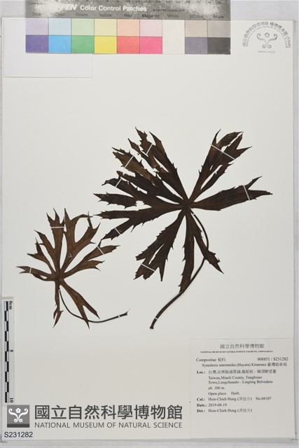 臺灣破傘菊藏品圖，第1張