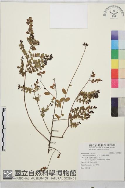 小葉黃鱔藤藏品圖，第1張