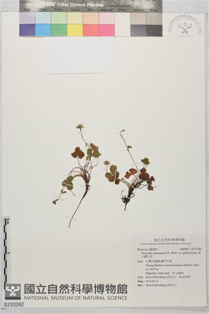 高山翻白草藏品圖，第1張