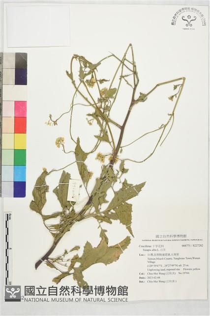 白芥藏品圖，第1張