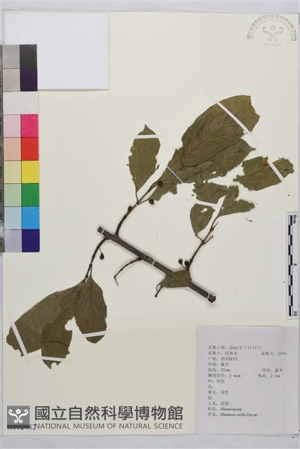 凍綠藏品圖，第1張