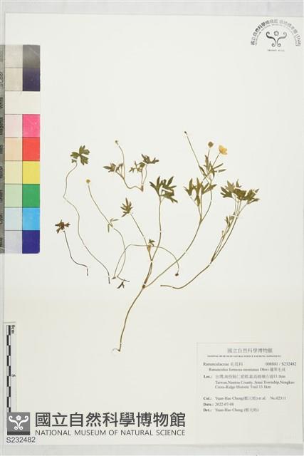 蓬萊毛茛藏品圖，第1張