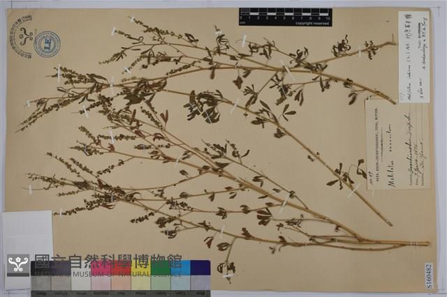 印度草木樨、野苜蓿、朗日巴花藏品圖，第1張