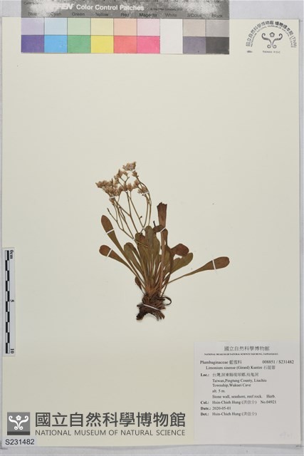 石蓯蓉藏品圖，第1張