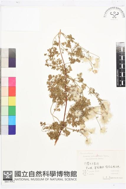 寬芹葉鐵線蓮藏品圖，第1張