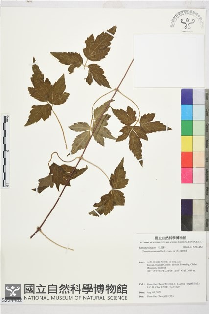 繡球藤藏品圖，第1張