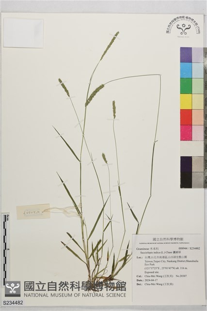 囊穎草藏品圖，第1張