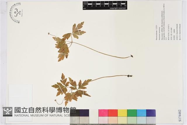 木質銀蓮花、蔭蔽銀蓮花藏品圖，第1張