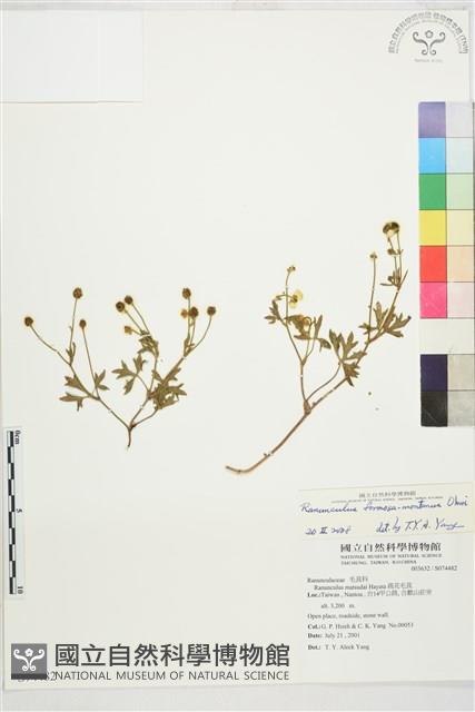 蓬萊毛茛藏品圖，第1張