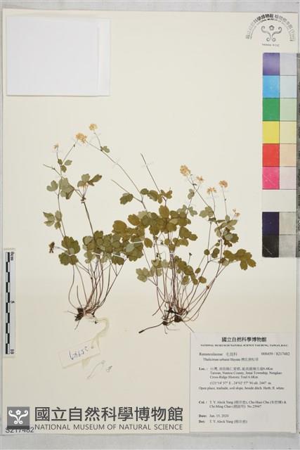 傅氏唐松草藏品圖，第1張