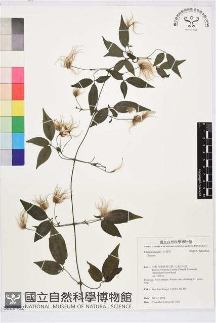 彭氏鐵線蓮藏品圖，第1張