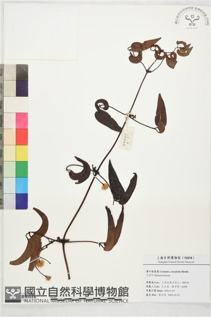 厚葉鐵線蓮藏品圖，第1張