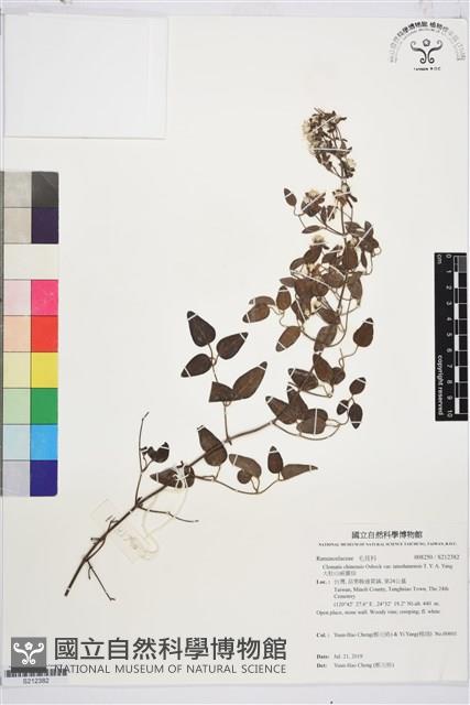 大肚山威靈仙藏品圖，第1張