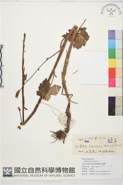 滇川翠雀花藏品圖，第1張