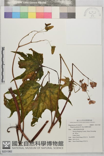 裂葉秋海棠藏品圖，第1張