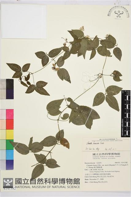 臺灣鐵線蓮藏品圖，第1張