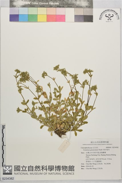 球序卷耳藏品圖，第1張