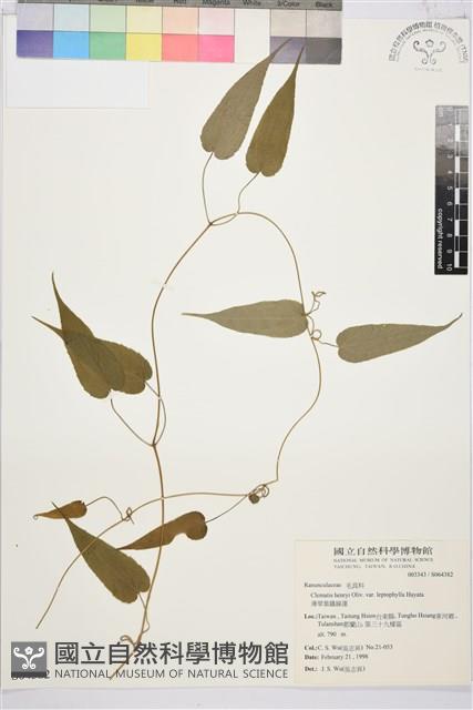 薄單葉鐵線蓮藏品圖，第1張