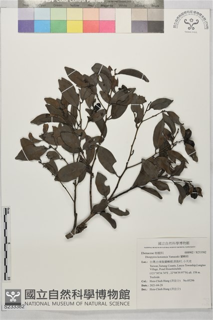 蘭嶼柿藏品圖，第1張