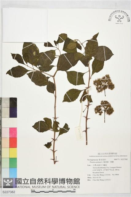 腺果藤、刺藤藏品圖，第1張