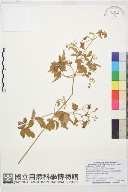 繡球藤藏品圖，第1張