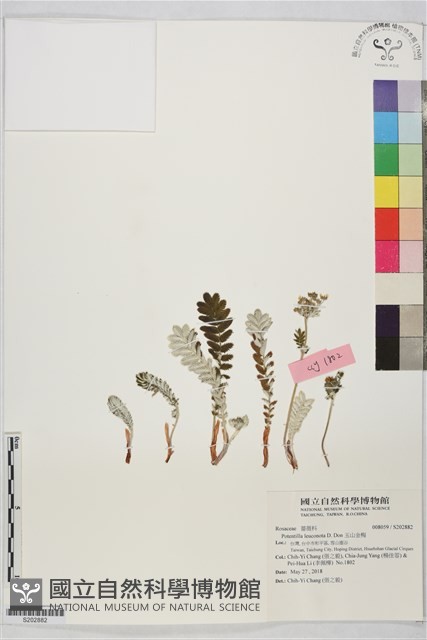 玉山金梅藏品圖，第1張