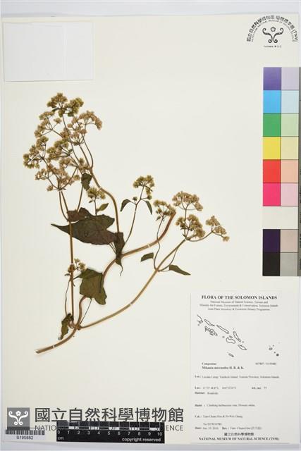 小花蔓澤蘭藏品圖，第1張