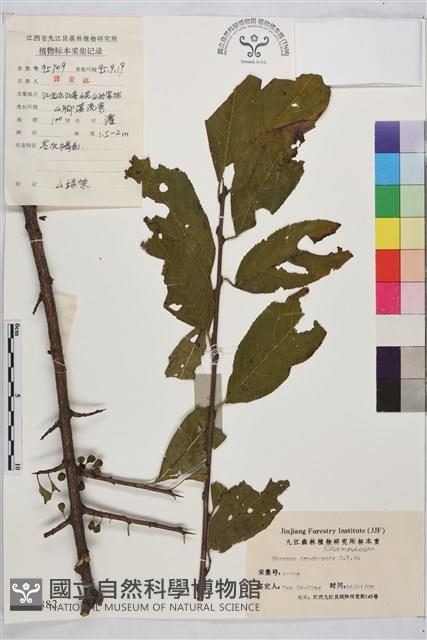 山綠柴藏品圖，第1張