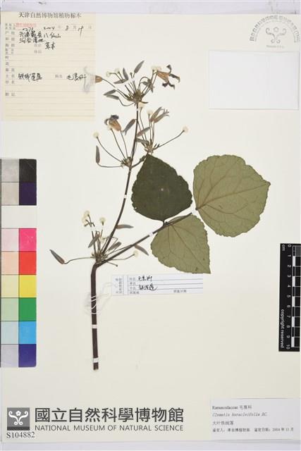 大葉鐵線蓮藏品圖，第1張