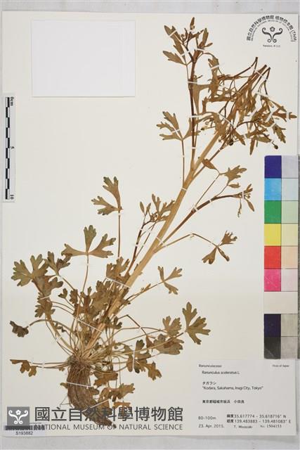 石龍芮藏品圖，第1張