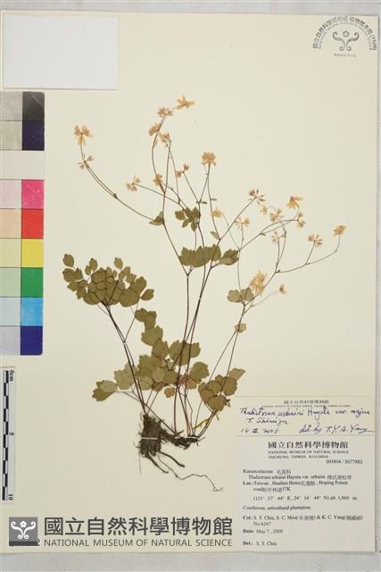 大花傅氏唐松草藏品圖，第1張