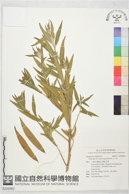 水丁香藏品圖，第1張