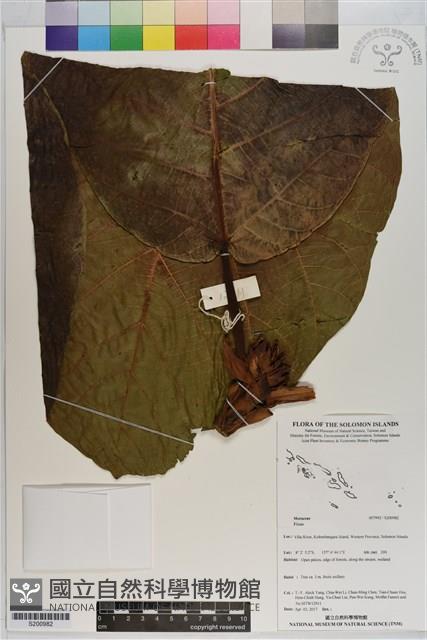 登錄號:S200982藏品圖，第1張