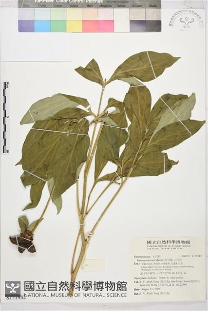 草芍藥, 山芍葯藏品圖，第1張