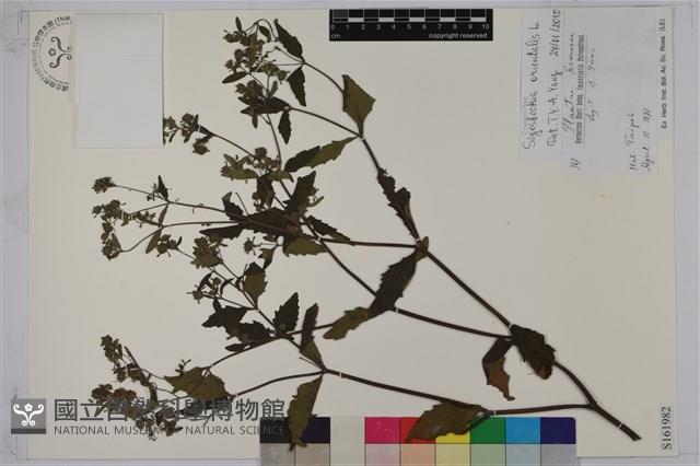 豨薟藏品圖，第1張