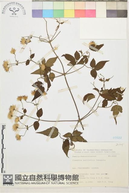 巴氏鐵線蓮藏品圖，第1張